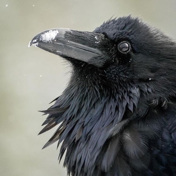 Raven Gothic Handpainted on new distressed denim jacket SZ XL womens Crow - Picture 8 of 10